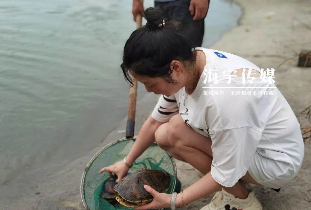 乌龟的创意小生意（海宁女子养乌龟年卖出500000只）